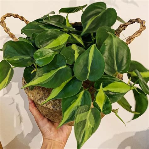 brazil philodendron care